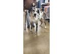 Adopt Junior a White - with Gray or Silver Great Dane / Mixed dog in Plymouth