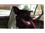Adopt Lilly a Black - with White Australian Kelpie / Pit Bull Terrier dog in