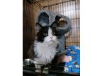 Adopt Leroy a Black & White or Tuxedo Domestic Longhair / Mixed (long coat) cat