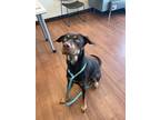 Adopt Zilla a Brown/Chocolate Doberman Pinscher / Mixed Breed (Medium) / Mixed