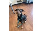 Adopt Zilla a Brown/Chocolate Doberman Pinscher / Mixed dog in Baton Rouge