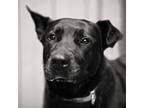 Adopt Tuscany a Black - with White Labrador Retriever dog in Atlanta