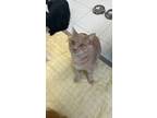 Adopt Moose a Tan or Fawn Domestic Shorthair / Domestic Shorthair / Mixed cat in