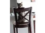 Adopt Summer a Tiger Striped American Shorthair / Mixed (short coat) cat in