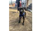 Adopt Sponge Bob Litter: Patrick ***FOSTER HOME*** a Brindle - with White