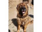 Adopt ASPIRA (Lebanon) kt a Brown/Chocolate - with Black Golden Retriever /