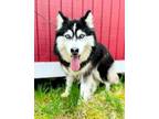 Adopt Daisy a Black - with White Pomsky / Mixed dog in Bedford Hills