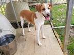 Adopt Gaga a Hound (Unknown Type) / Mixed dog in Harrisonburg, VA (41182233)