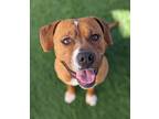 Adopt Larry a Brown/Chocolate American Pit Bull Terrier / Mixed Breed (Medium) /