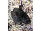 Adopt Sandy (Bonded W/ Amy) a Black Gerbil / Gerbil / Mixed small animal in