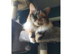 Adopt Luna a White Domestic Shorthair / Domestic Shorthair / Mixed cat in Eau