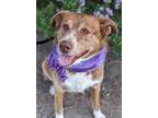 Adopt Bear a Brown/Chocolate Border Collie / Mixed dog in Clay Center