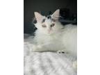 Adopt Vickie a White Domestic Longhair / Mixed Breed (Medium) / Mixed (short