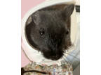 Adopt Amy (Bonded W/ Sandy) a Black Gerbil / Gerbil / Mixed small animal in