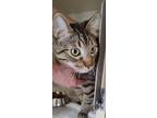 Adopt Dobby a Brown Tabby Domestic Shorthair / Mixed Breed (Medium) / Mixed