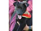 Adopt Ninja a Black German Shepherd Dog / Mixed dog in Ormond Beach