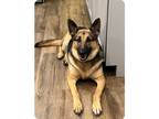 Adopt Dakota Local a Black - with Tan, Yellow or Fawn German Shepherd Dog /