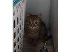 Adopt Hope a Brown Tabby Tabby / Mixed (short coat) cat in Gary, IN (41226599)