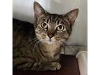 Adopt Beth a Domestic Shorthair / Mixed (short coat) cat in Lunenburg