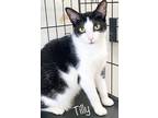 Adopt Tilly a Black & White or Tuxedo Domestic Shorthair (short coat) cat in St.