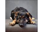 Adopt Journey a Black - with Gray or Silver German Shepherd Dog / Mixed dog in