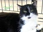 Adopt Sherri a Black & White or Tuxedo Domestic Mediumhair (medium coat) cat in