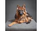 Adopt Loki a Black - with Brown, Red, Golden, Orange or Chestnut German Shepherd
