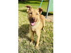 Adopt F23 FC 1452 Treble a Tan/Yellow/Fawn German Shepherd Dog / Mixed Breed