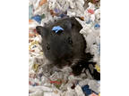Adopt Shadow (Bonded W/ Momma) a Cream Gerbil / Gerbil / Mixed small animal in
