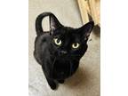 Adopt George the Cat a All Black Domestic Shorthair / Domestic Shorthair / Mixed