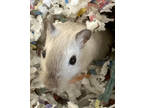 Adopt Momma (Bonded W/ Shadow) a Black Gerbil / Gerbil / Mixed small animal in