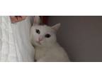 Adopt Pearl a White Domestic Shorthair / Mixed Breed (Medium) / Mixed (short