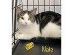 Adopt Nate a Brown or Chocolate (Mostly) Domestic Shorthair (short coat) cat in