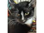 Adopt Roadie (Mall of NH) a Black & White or Tuxedo Domestic Shorthair (short