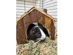 Adopt Milkyway a Guinea Pig small animal in POMONA, NY (41226523)