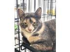 Adopt Elizabeth a Calico or Dilute Calico Domestic Shorthair (short coat) cat in