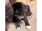 Adopt Mikey a Black - with White Labrador Retriever / Mixed Breed (Medium) /