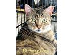 Adopt Brittany-Anne a Brown Tabby Domestic Shorthair (short coat) cat in St.