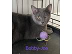 Adopt Bobby Joe a Gray, Blue or Silver Tabby Domestic Shorthair (short coat) cat