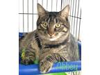 Adopt Abbey a Brown Tabby Domestic Shorthair (short coat) cat in St.