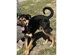 Adopt Alfredo a Black - with Tan, Yellow or Fawn Shepherd (Unknown Type) /