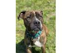 Adopt 2311-1582 King a Brindle Pit Bull Terrier / Mixed dog in Virginia Beach
