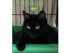 Adopt Little Bit a All Black Domestic Shorthair (short coat) cat in St.