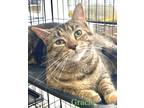 Adopt Gracie a Brown Tabby Domestic Shorthair (short coat) cat in St.