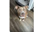 Adopt Haiti a Brown/Chocolate - with White American Pit Bull Terrier / Mixed dog