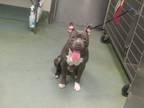 Adopt Daniel a American Staffordshire Terrier / Mixed dog in Raleigh