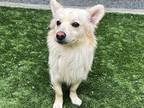 Adopt CAPPIE a Tan/Yellow/Fawn - with White American Eskimo Dog / Mixed dog in