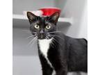 Adopt Shiva a All Black Domestic Shorthair / Domestic Shorthair / Mixed cat in