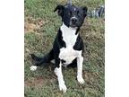 Adopt Vera a Black - with White Border Collie / Terrier (Unknown Type