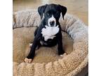 Adopt Jameson-ADOPT Me! a Black - with White Pit Bull Terrier / Mixed dog in